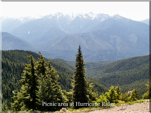 Picnic area Hurricane Ridge